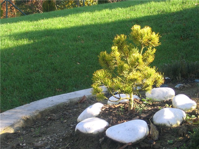 Pinus mugo 'Wintergold'